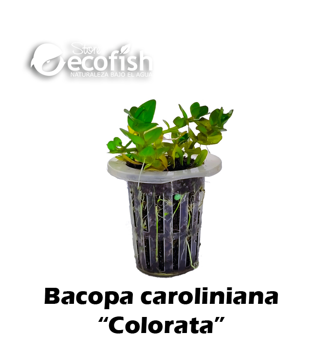 Bacopa caroliniana "Colorata"