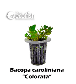 Bacopa caroliniana 