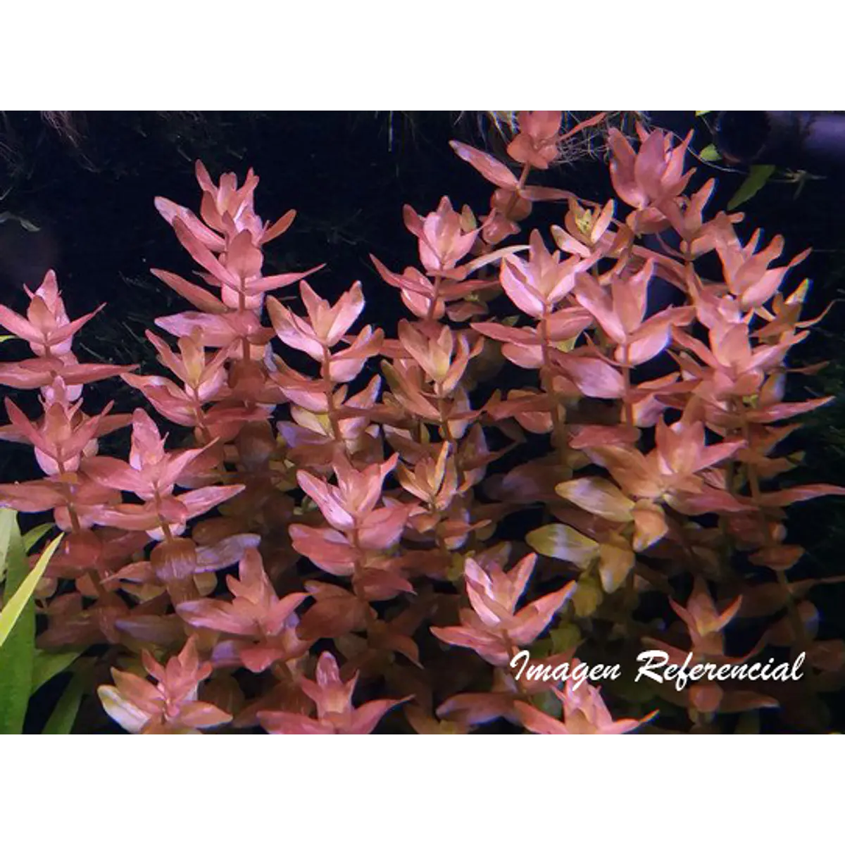 Bacopa caroliniana Colorata