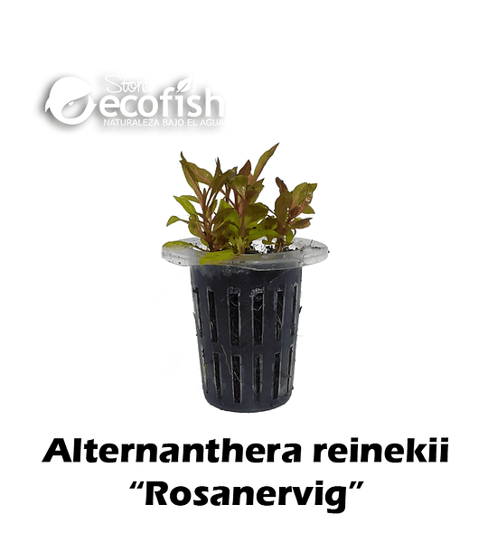 Alternanthera reinekii "Rosanervig"