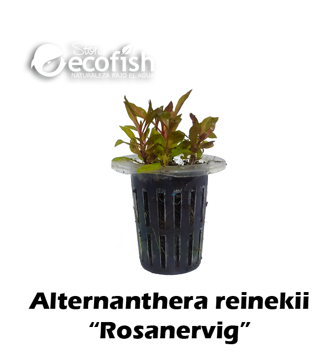 Alternanthera reinekii "Rosanervig"