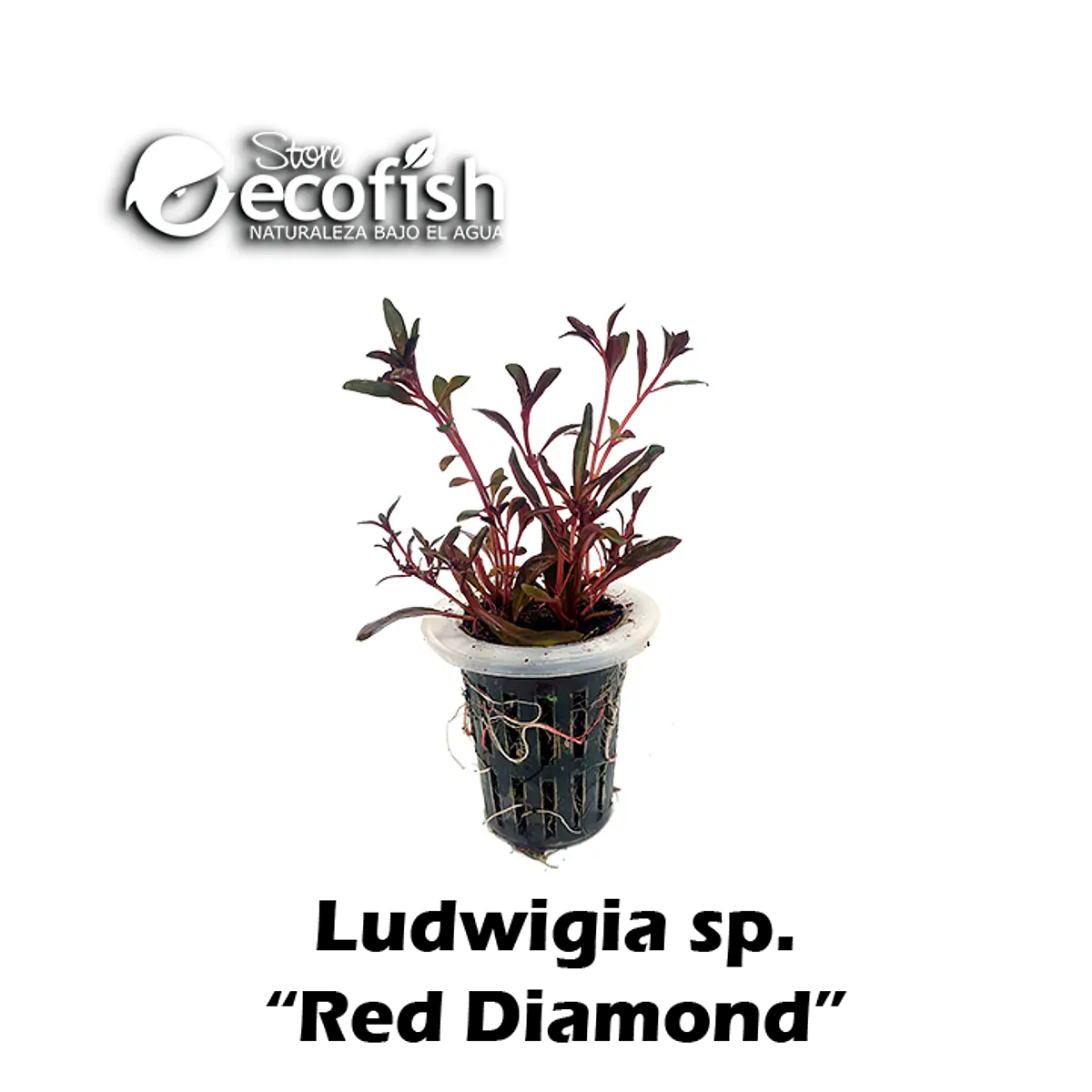 Ludwigia sp. "Red Diamond"