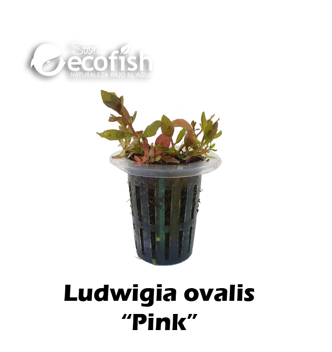 Ludwigia ovalis "Pink"
