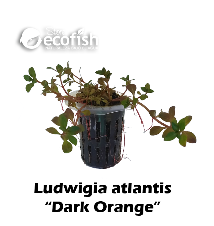 Ludwigia Atlantis "Dark Orange"