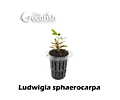 Ludwigia sphaerocarpa