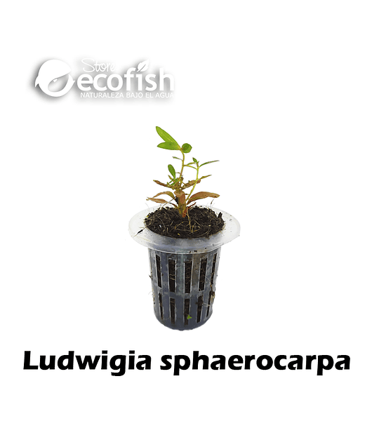 Ludwigia sphaerocarpa