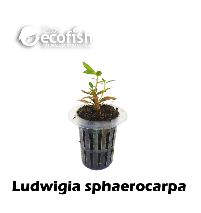 Ludwigia sphaerocarpa