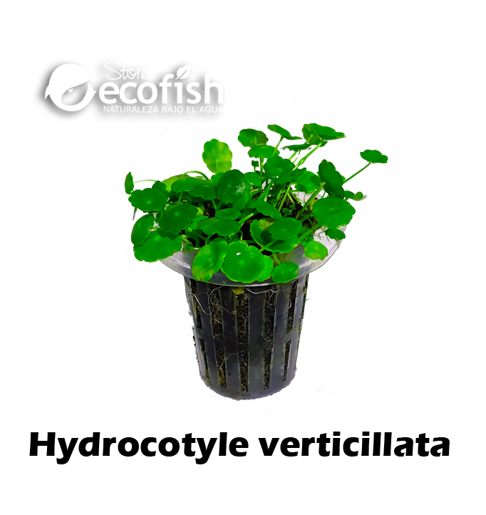 Hydrocotyle verticillata