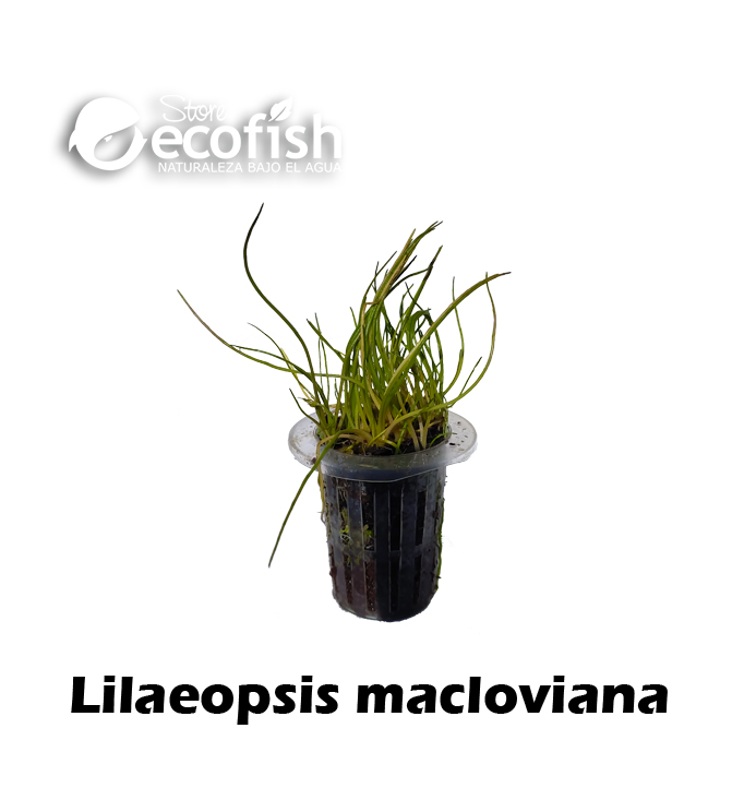 Lilaeopsis macloviana