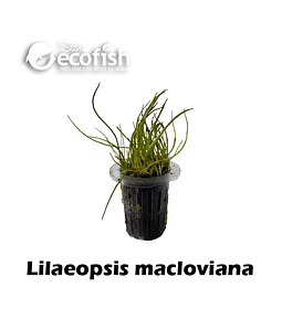 Lilaeopsis macloviana