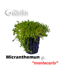 Micranthemun sp. 