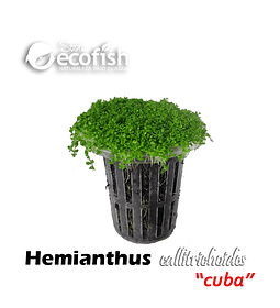 Hemianthus callitrichoides 