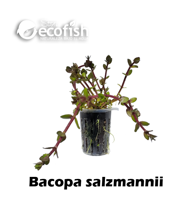 Bacopa salzmannii
