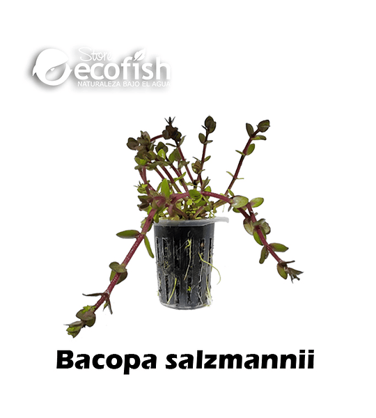 Bacopa salzmannii