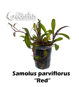Samolus parviflorus 