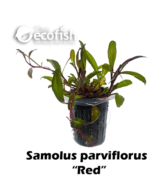 Samolus parviflorus "Red"