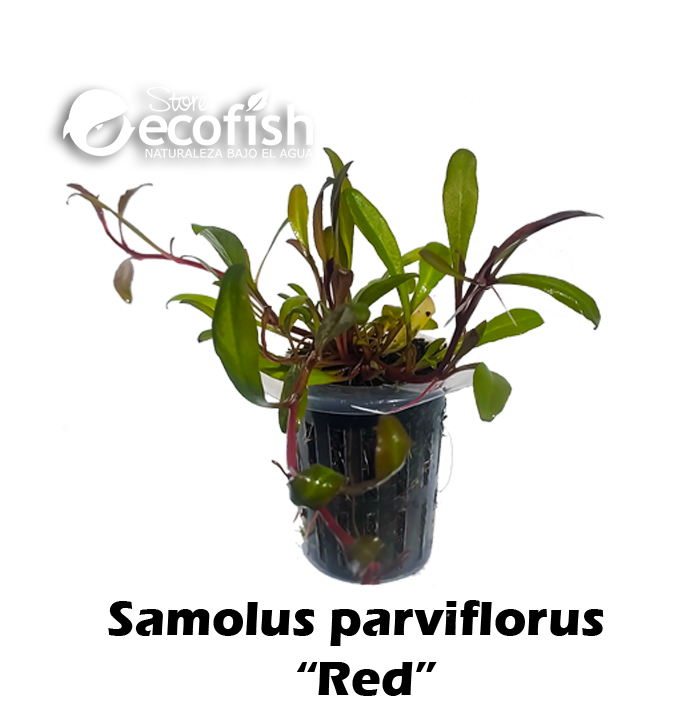 Samolus parviflorus "Red"