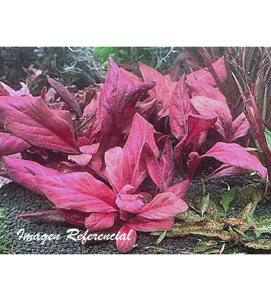 Samolus parviflorus "Red"