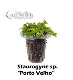 Staurogyne sp. "Porto Velho"