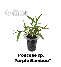 Poaceae sp. "Purple Bamboo"