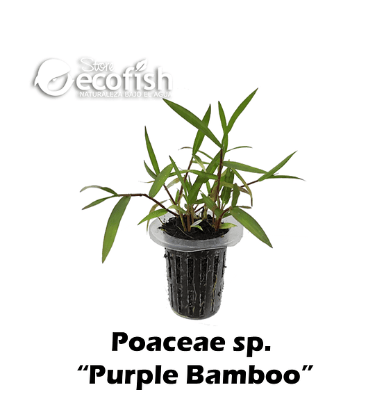 Poaceae sp. "Purple Bamboo"