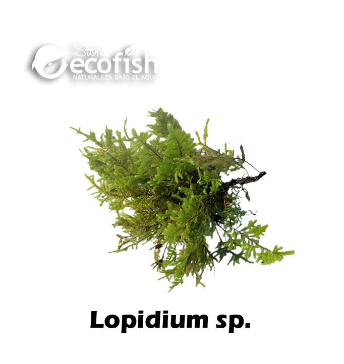 Lopidium sp.