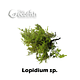 Lopidium sp.