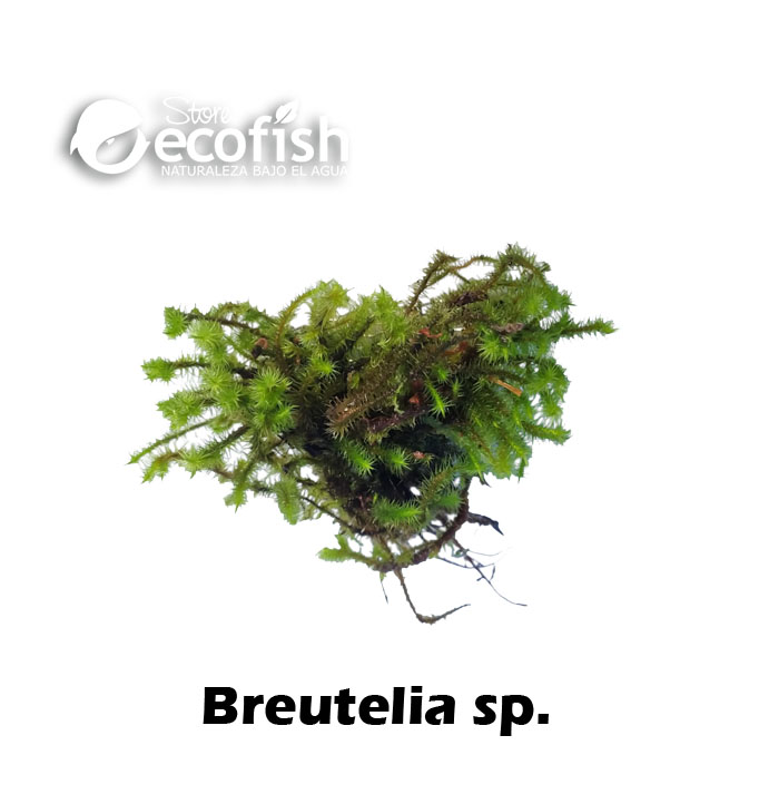 Breutelia sp.