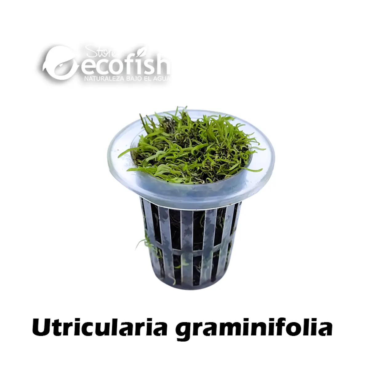 Utricularia graminifolia