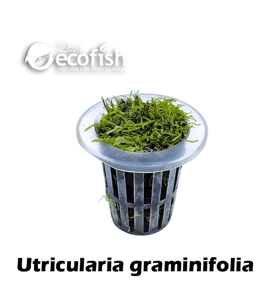 Utricularia graminifolia