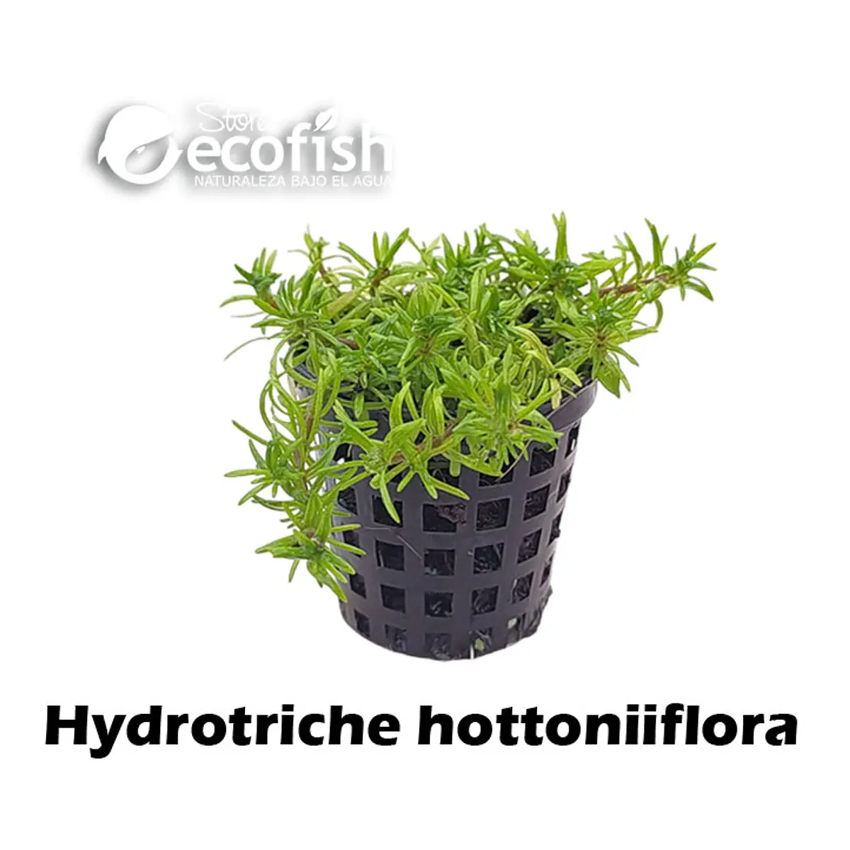 Hydrotriche hottoniiflora