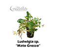 Ludwigia sp. "Mato Grosso"