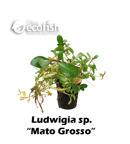Ludwigia sp. "Mato Grosso"