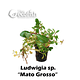 Ludwigia sp. "Mato Grosso"
