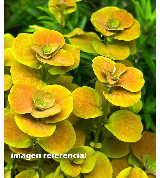 Ludwigia sp. "Mato Grosso"