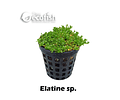 Elatine sp.