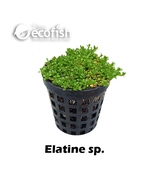Elatine sp.