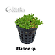 Elatine sp.