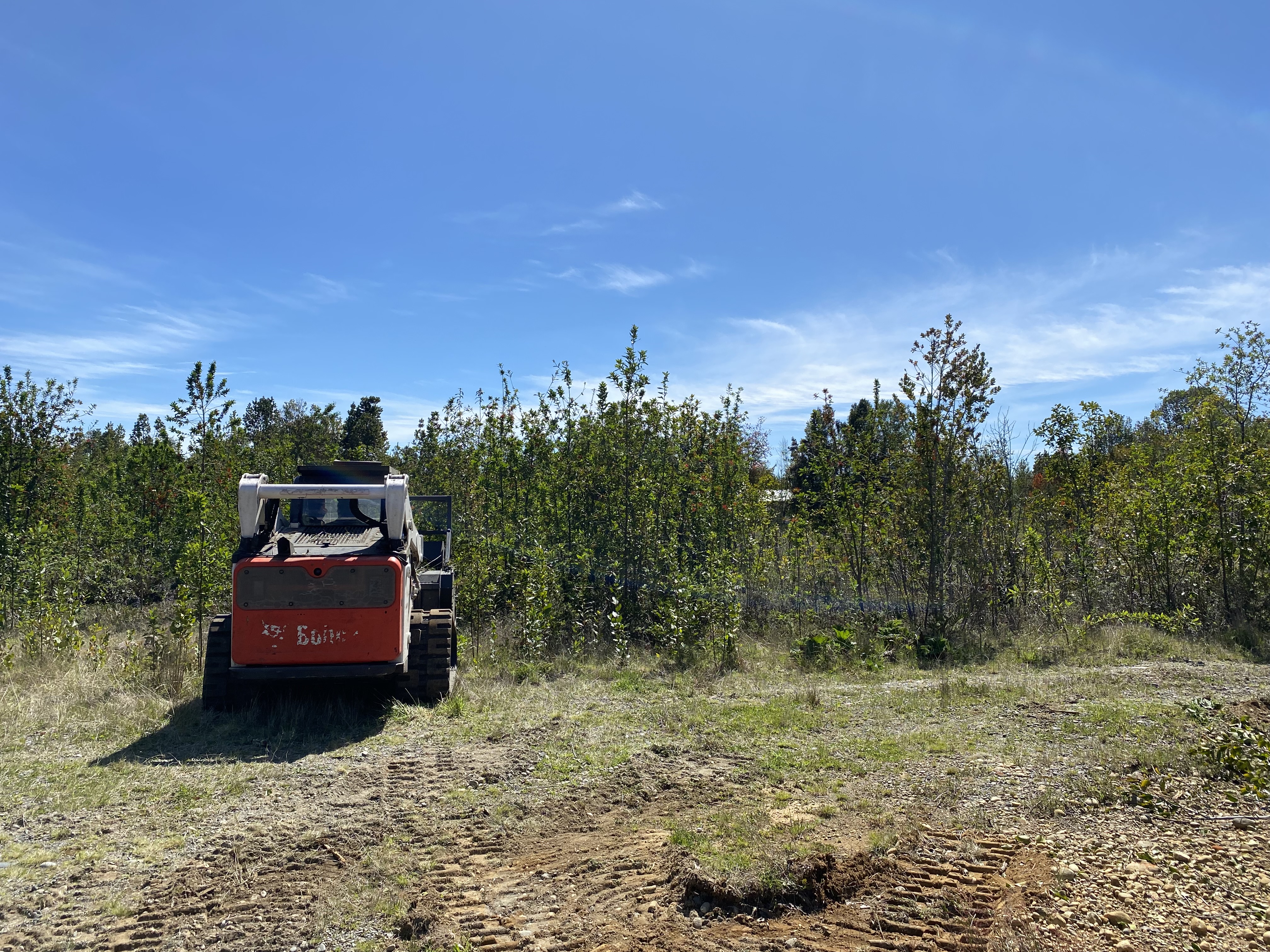 La Limpieza Forestal en el Sur de Chile: Un Acto Vital para Proteger Nuestros Ecosistemas