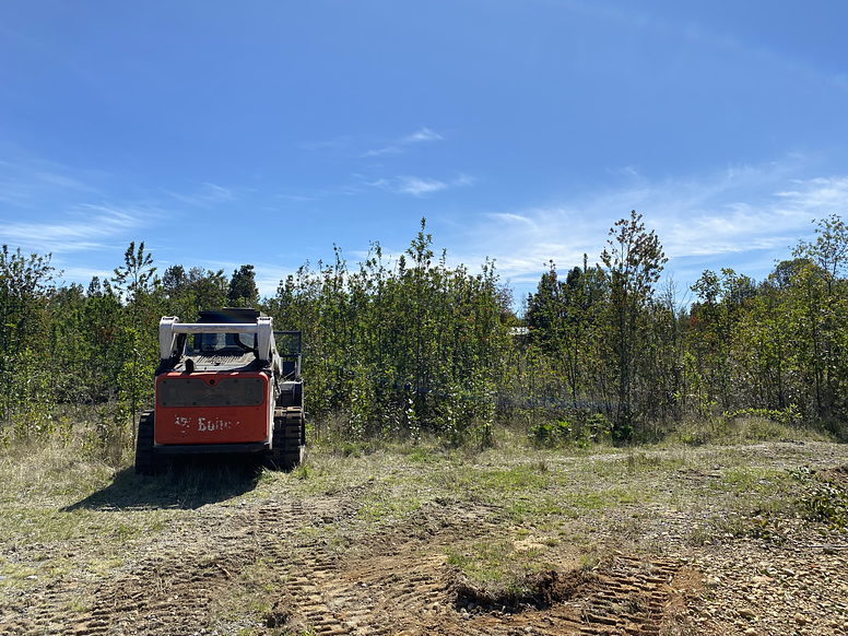 La Limpieza Forestal en el Sur de Chile: Un Acto Vital para Proteger Nuestros Ecosistemas