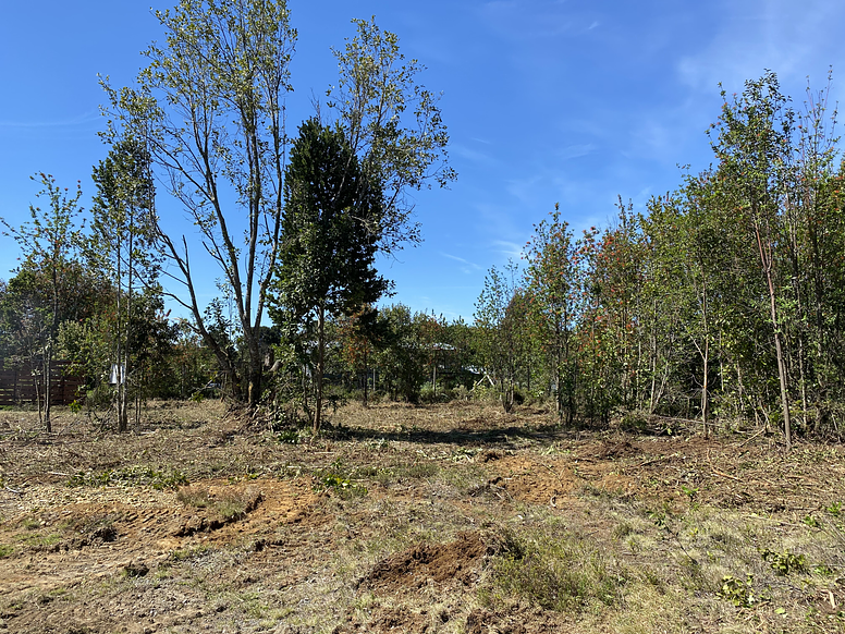 Cortafuegos: La Primera Línea de Defensa Contra los Incendios Forestales