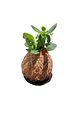 Kokedama árbol de Jade - Miniatura 2