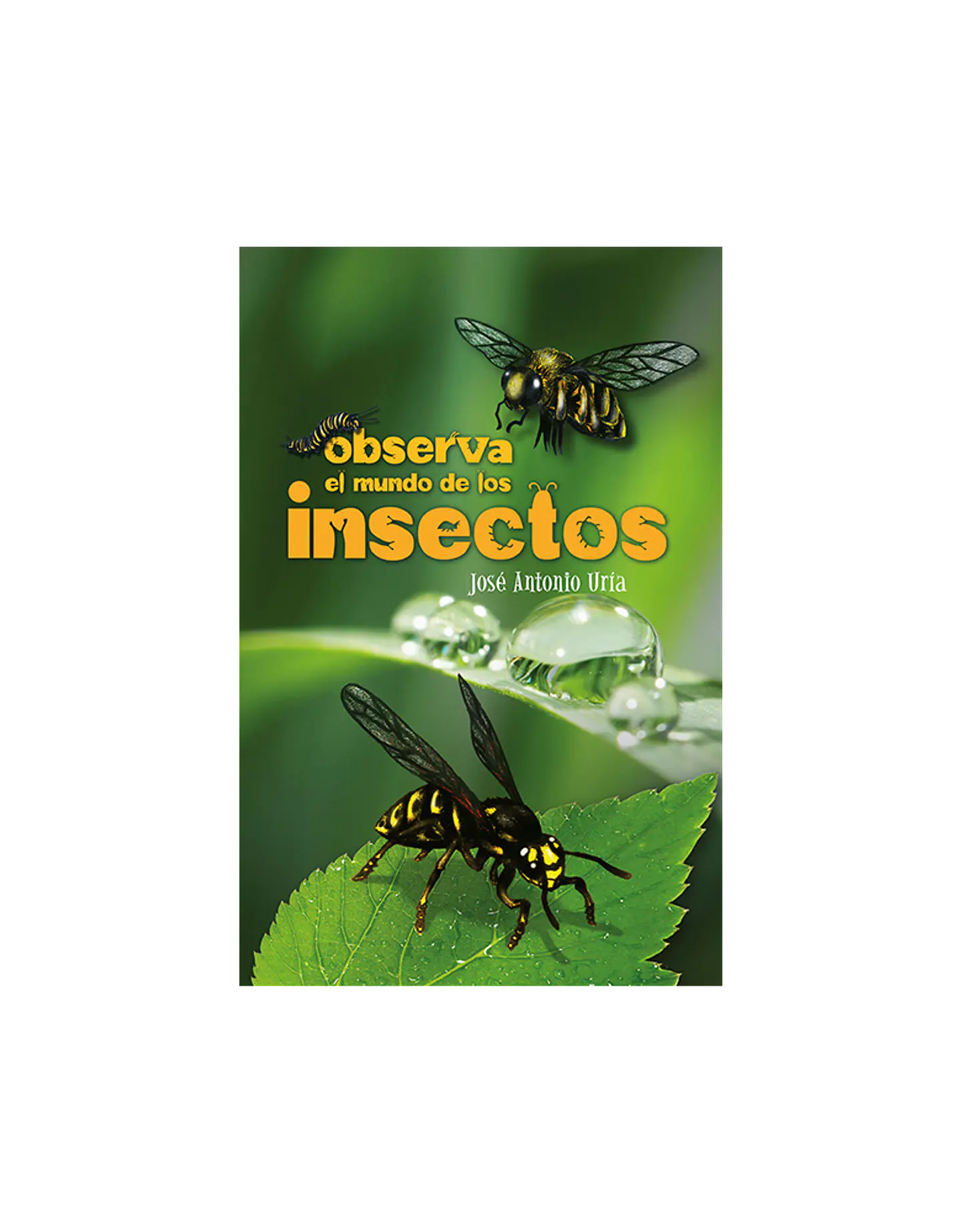 PL- Observa el mundo de los insectos 2