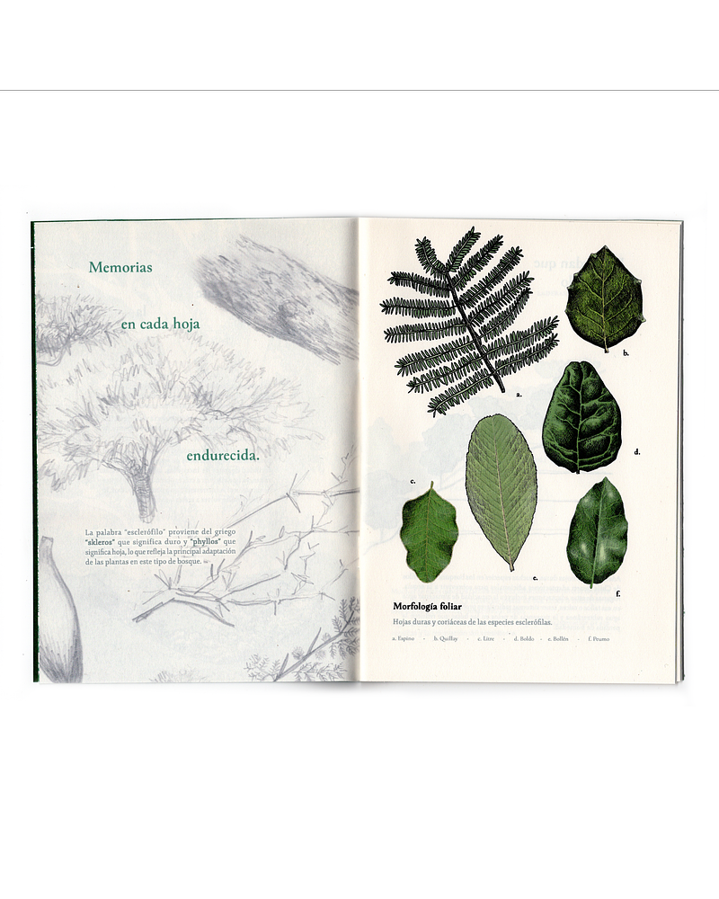 Resistir, como el bosque esclerófilo