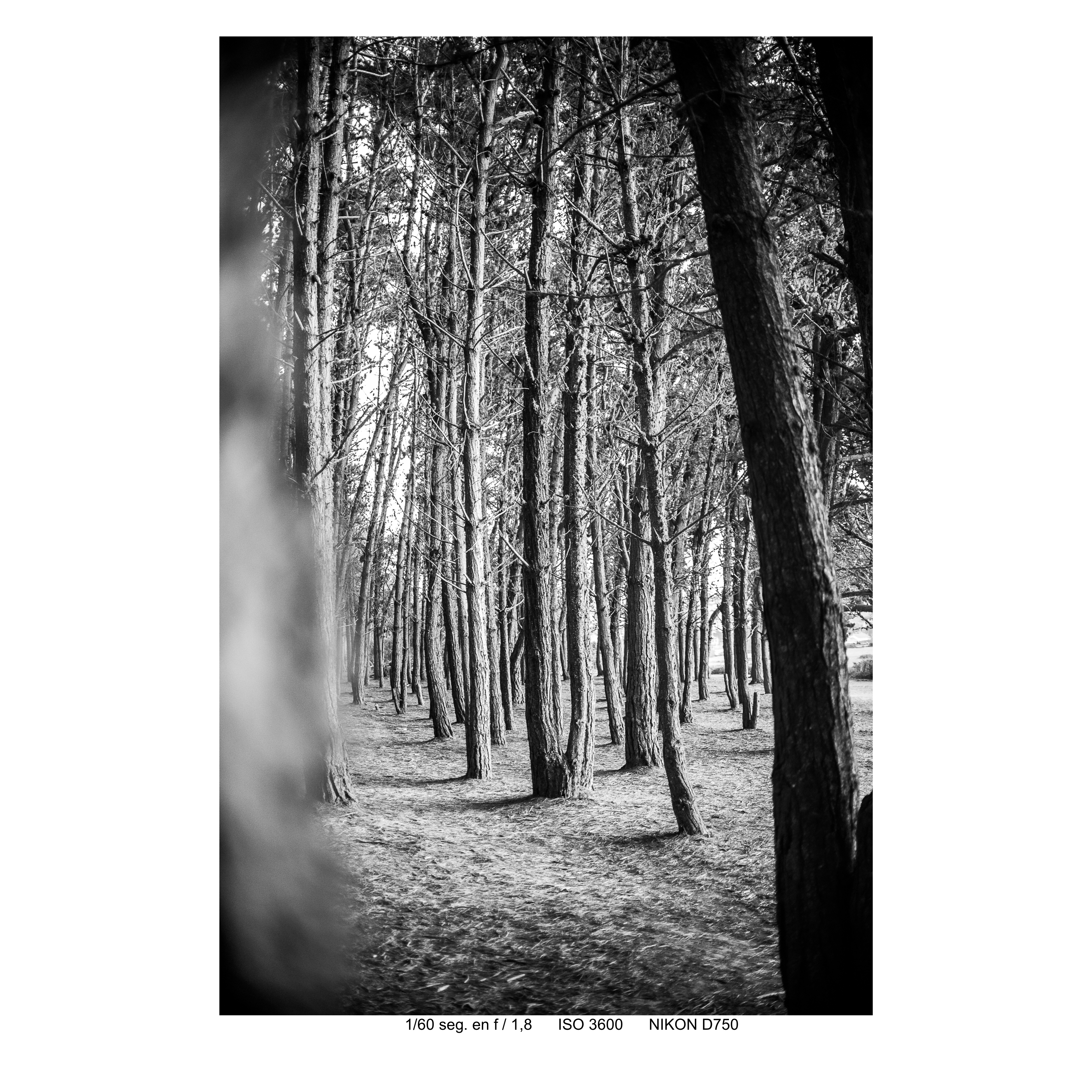 Foto A