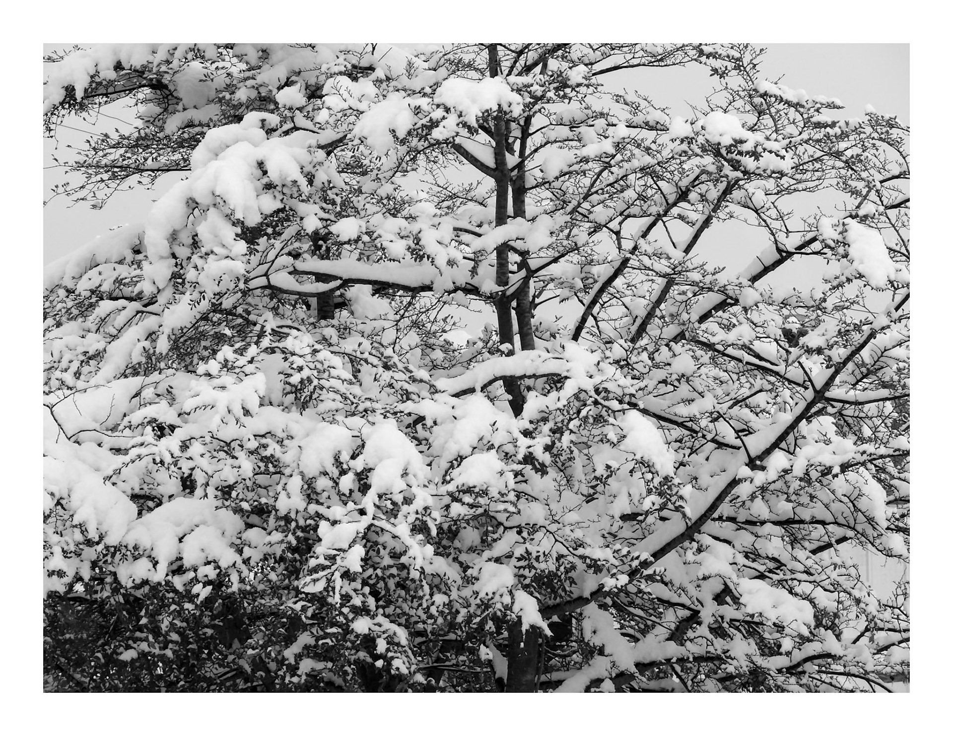 Arborum #1
