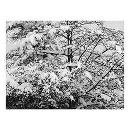 Arborum #1