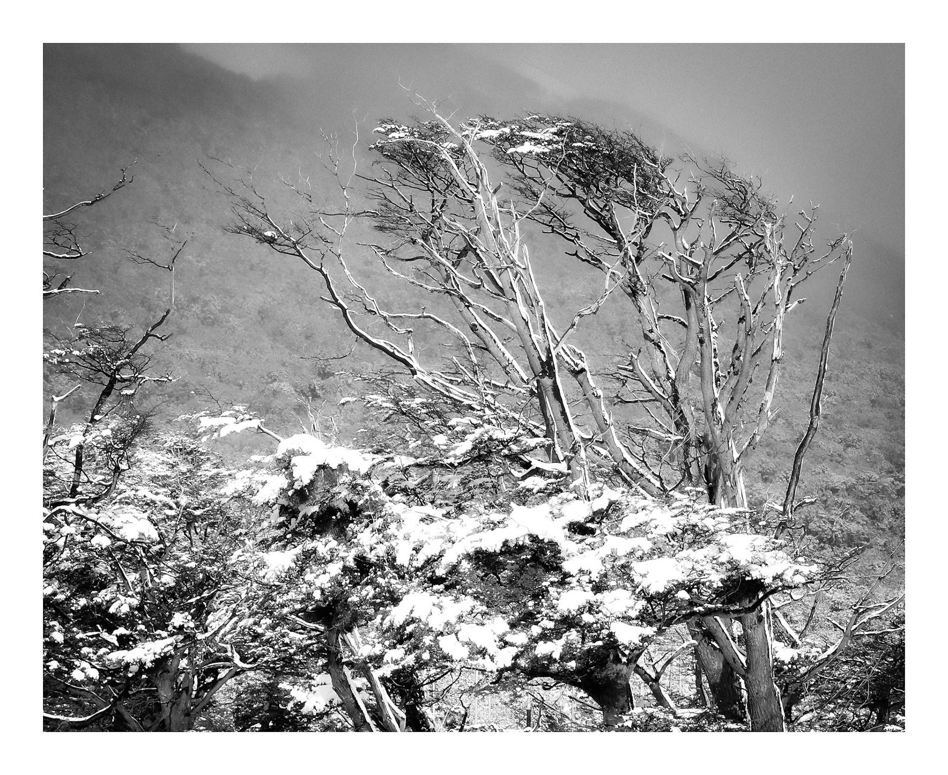Arborum #2