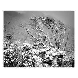 Arborum #2