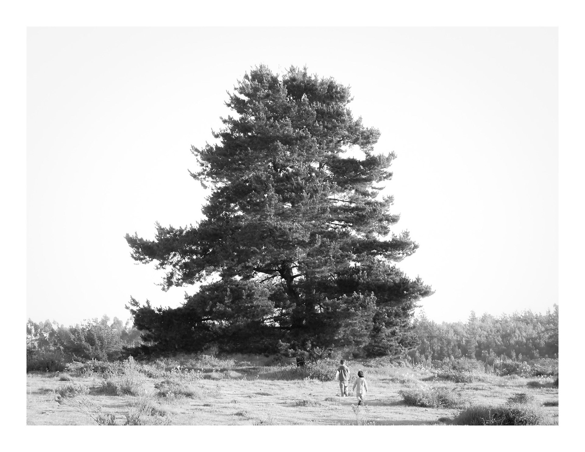 Arborum #3